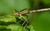 Blue Featherleg (Female, Platycnemis pennipes)